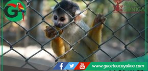 Centros de rescate salvan fauna silvestre en Madre de Dios