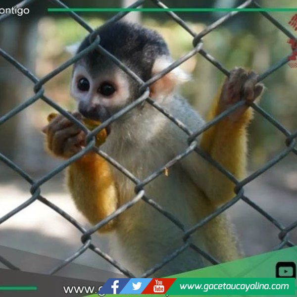 Centros de rescate salvan fauna silvestre en Madre de Dios