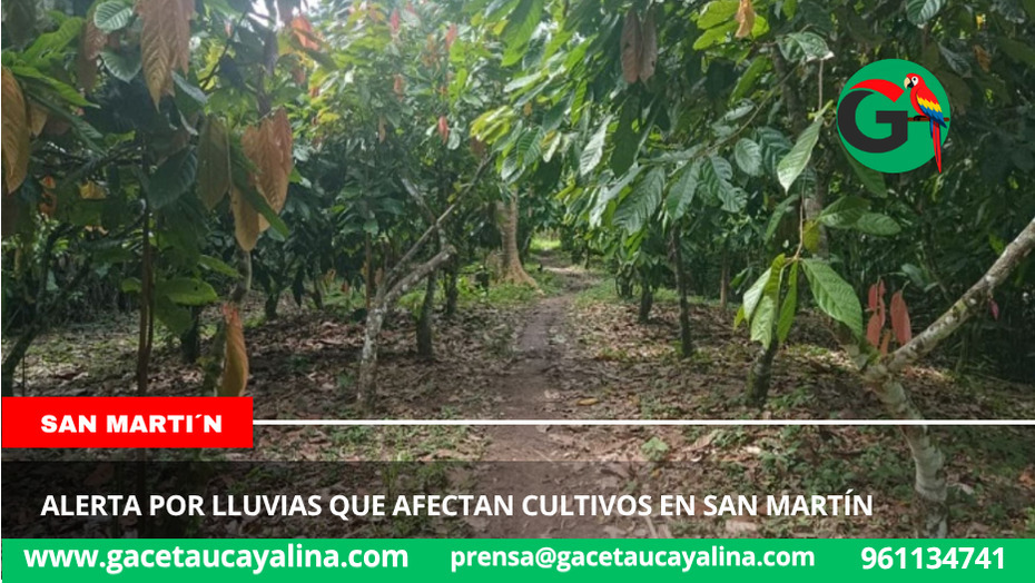 Senamhi alerta por lluvias que afectan cultivos en San Martín