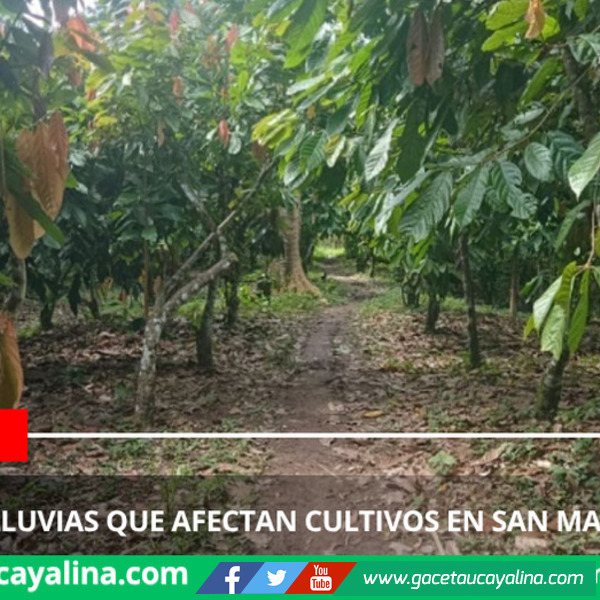 Senamhi alerta por lluvias que afectan cultivos en San Martín