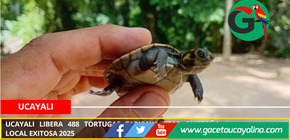 Ucayali libera 488 tortugas taricaya tras campaña local exitosa 2025