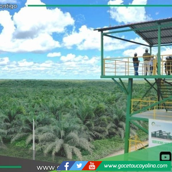 Ocho Sur reafirma su compromiso con el medioambiente y la protección del bosque