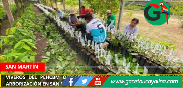 Viveros del PEHCBM ofrecen especies desde S/ 1 para impulsar arborización en San Martín.