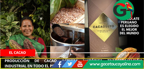 Producción de cacao impulsa histórica transformación industrial en todo el Perú
