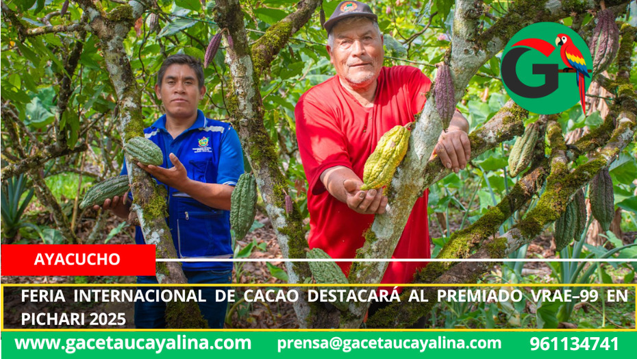 Feria internacional de cacao destacará al premiado VRAE–99 en Pichari 2025