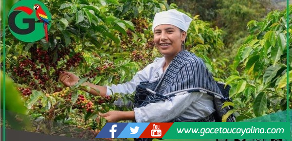 Chachapoyas será capital del café especial con Ficafé Amazonas 2025