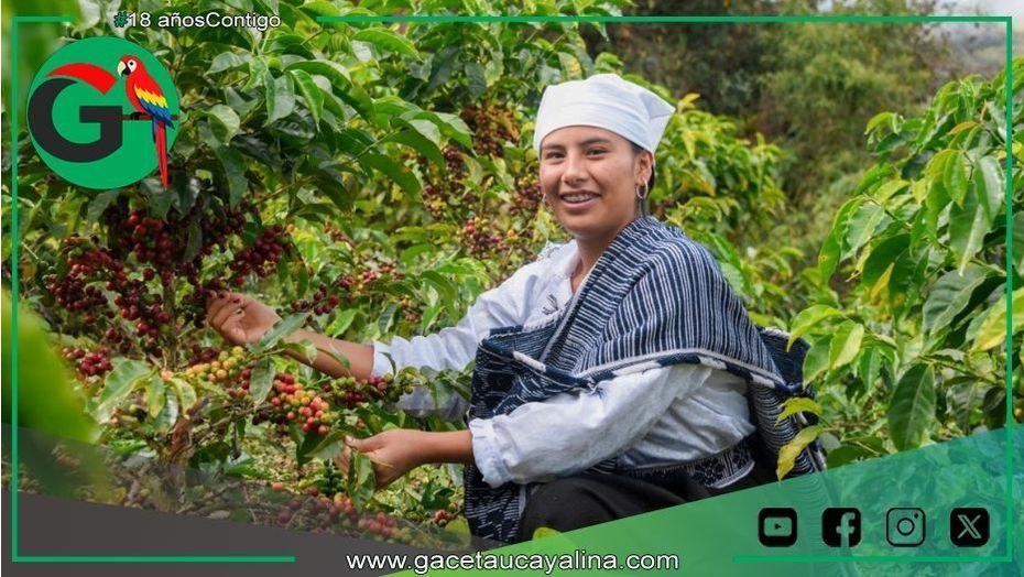 Chachapoyas será capital del café especial con Ficafé Amazonas 2025