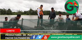 Proyecto acuícola en Puinahua impulsa producción sostenible de paiche