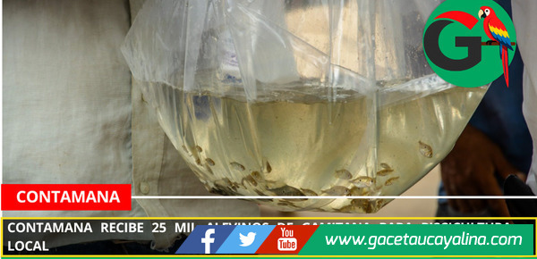 Contamana recibe 25 mil alevinos de gamitana para piscicultura local