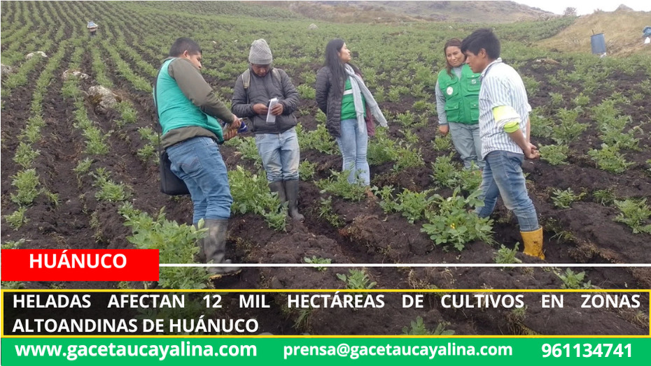 Heladas afectan 12 mil hectáreas de cultivos en zonas altoandinas de Huánuco