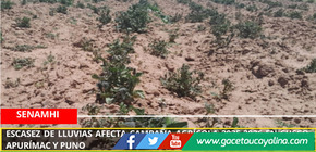 Escasez de lluvias afecta campaña agrícola 2025-2026 en Cusco, Apurímac y Puno