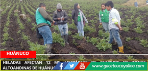 Heladas afectan 12 mil hectáreas de cultivos en zonas altoandinas de Huánuco