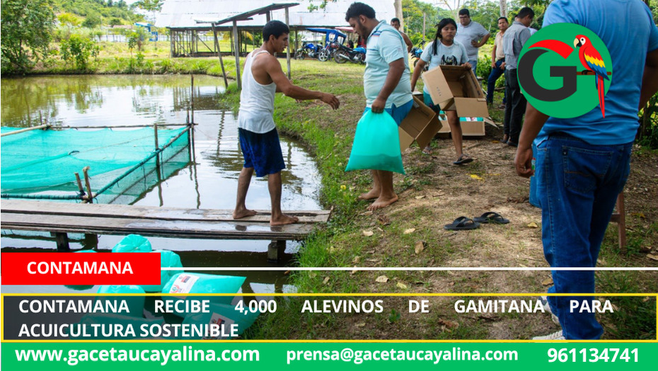 Contamana recibe 4,000 alevinos de gamitana para acuicultura sostenible