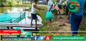 Contamana recibe 4,000 alevinos de gamitana para acuicultura sostenible