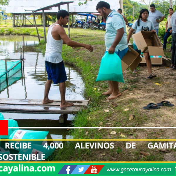 Contamana recibe 4,000 alevinos de gamitana para acuicultura sostenible