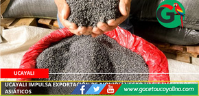 Ucayali impulsa exportación de ajonjolí negro hacia mercados asiáticos.