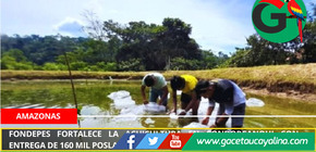 Fondepes fortalece la acuicultura en Condorcanqui con entrega de 160 mil poslarvas de gamitana.