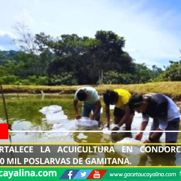 Fondepes fortalece la acuicultura en Condorcanqui con entrega de 160 mil poslarvas de gamitana.
