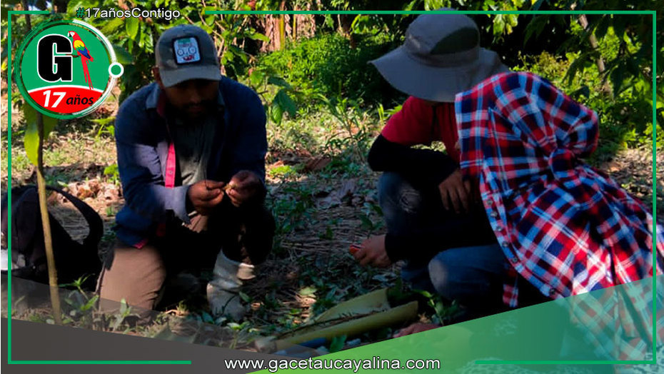 Sepahua refuerza formación en producción sostenible de cacao