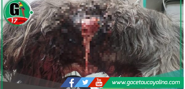 Carnicero acuchilla a perrita en Cajabamba: Dueños exigen justicia