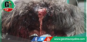 Carnicero acuchilla a perrita en Cajabamba: Dueños exigen justicia