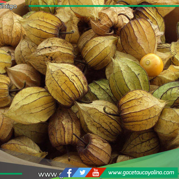 Mullaca: La superfruta peruana que previene el Alzheimer y controla la diabetes