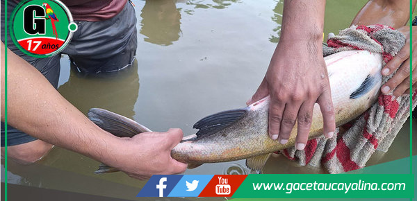 Atalaya logra reproducir híbrido "GAMIPACO"