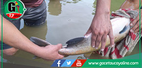 Atalaya logra reproducir híbrido "GAMIPACO"