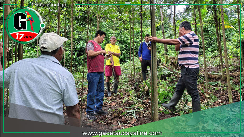 Municipalidad de Ucayali promueve reforestación en parcela de Aguas Calientes