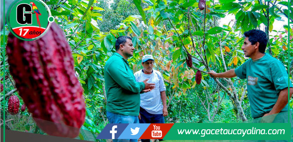 Ucayali: Cacao enfrenta indiferencia y retos por norma UE