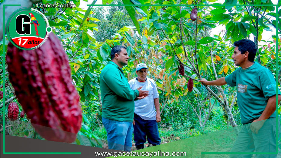 Ucayali: Cacao enfrenta indiferencia y retos por norma UE