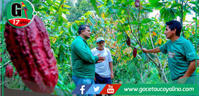 Ucayali: Cacao enfrenta indiferencia y retos por norma UE