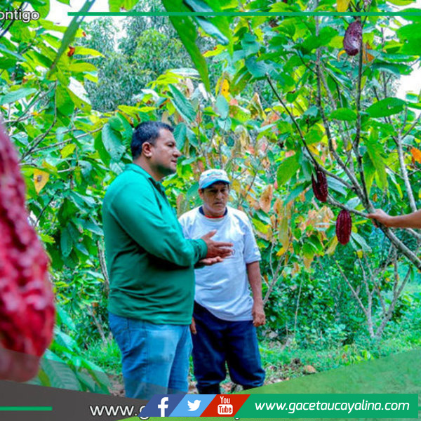 Ucayali: Cacao enfrenta indiferencia y retos por norma UE