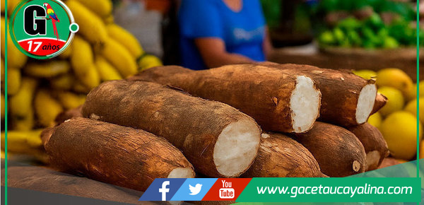 Aumenta precio de yuca durante Semana Santa en Pucallpa