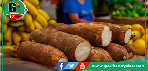 Aumenta precio de yuca durante Semana Santa en Pucallpa