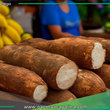 Aumenta precio de yuca durante Semana Santa en Pucallpa