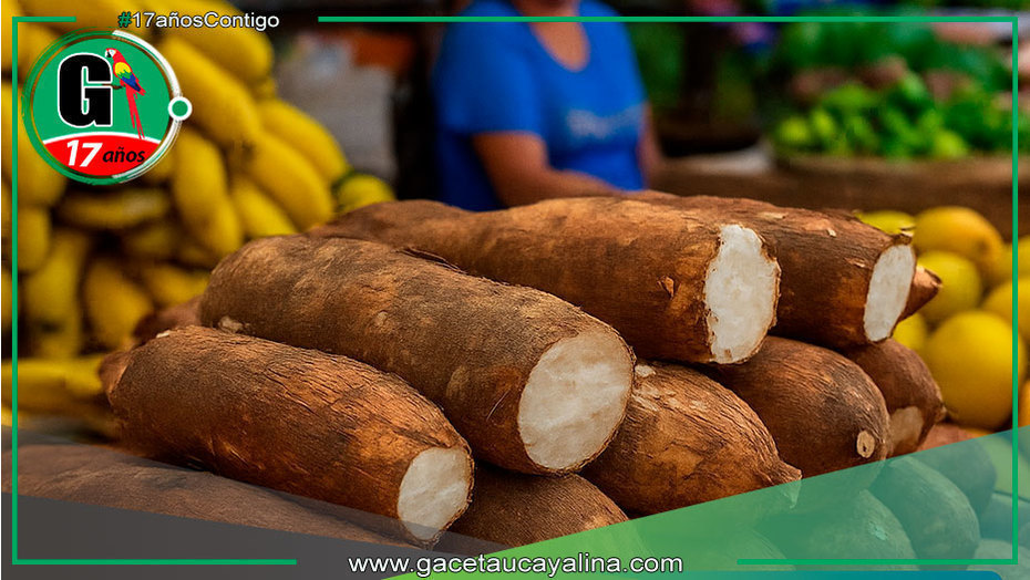 Aumenta precio de yuca durante Semana Santa en Pucallpa