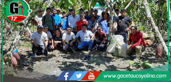 Cacaoteros combaten plaga con apoyo técnico articulado y constante en Sepahua