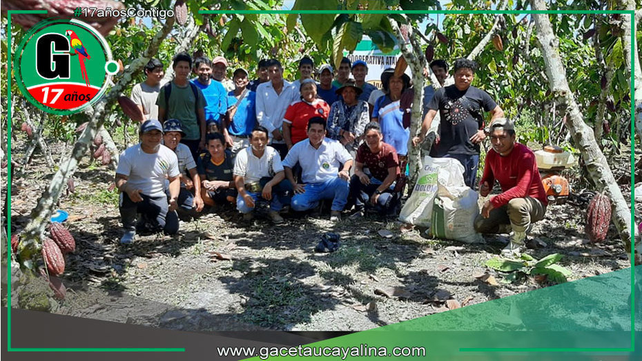 Cacaoteros combaten plaga con apoyo técnico articulado y constante en Sepahua