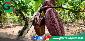 Cacao peruano conquista nuevos mercados internacionales en 2025