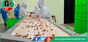 Madre de Dios lidera la transformación energética con castañas amazónicas