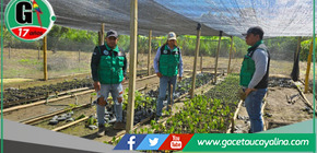 Huánuco lanza ambicioso plan de reforestación en el Valle del Monzón tras décadas de cultivo ilegal de coca