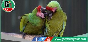 Biodiversidad bajo amenaza: Amazonía pierde hasta 150 mil hectáreas de bosque al año, advierte el IIAP