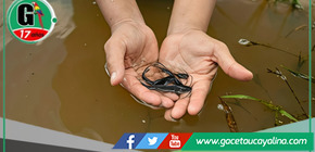  IIAP transfiere mil alevinos de mota punteada a comunidad nativa en Madre de Dios