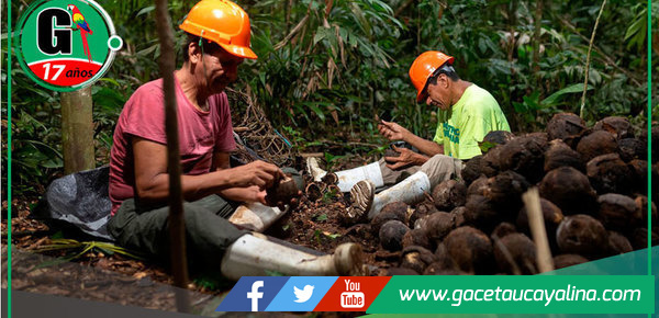Madre de dios: Apoyo psicosocial fortalece a castañeros y la protección de los bosques