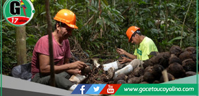 Apoyo emocional fortalece la sostenibilidad forestal entre recolectores de castaña en Madre de Dios