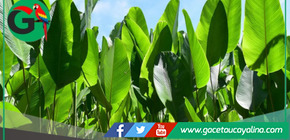 El bijao: la planta amazónica que conserva la tradición y combate el plástico