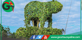 Plaza Mayor  de Sepahua luce ficus podados como esculturas naturales vivas