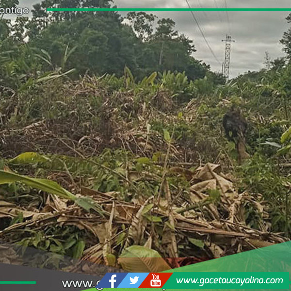 Municipalidad limpia franja eléctrica para proteger tendido en Sepahua