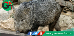 Gobierno regula comercio de pieles de sajino en medio de alertas por su vulnerabilidad ecológica